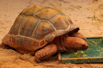  Galapagos tortoise eating