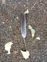 feather on the ground