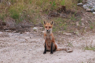 red fox vulpes