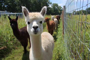 Obraz premium Summer scene featuring alpacas and lush green fencing