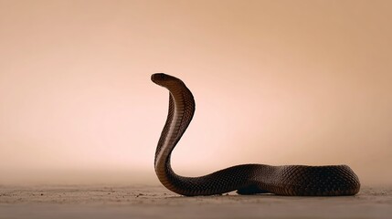 Fototapeta premium cobra snake with its head raised and hood flared coiled on ground against softly lit background