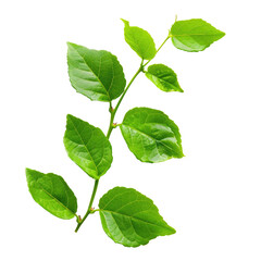 Naklejka premium Green sprig, vibrant leaves, close-up, garden, nature background, for health product
