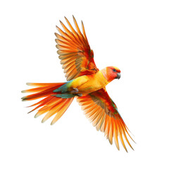 Fototapeta premium Sun Conure in Flight, Nature Background, Wildlife Photography, Pet Advertisement
