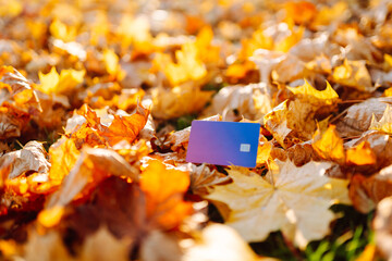 Close-up of a bank card lying in orange leaves at sunset. Sunny park with a card on the grass on an...