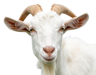 Close-up of White-Faced Goat with Long Curved Horns, isolated on transparent background