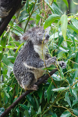 Adorable Wild Koala Eating Eucalyptus Leaves. Resting on Tree Branches in Natural Australian Habitat. Cute Wildlife Animal Close-Up in Daylight. Baby Koala, Family, sleeping. 4k Resolution portrait.