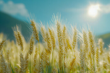 Fototapeta premium Wheat stalks wave softly in the breeze, illuminated by the warm afternoon sun against a bright blue sky and distant hills