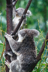 Adorable Wild Koala Eating Eucalyptus Leaves. Resting on Tree Branches in Natural Australian Habitat. Cute Wildlife Animal Close-Up in Daylight. Baby Koala, Family, sleeping. 4k Resolution portrait.