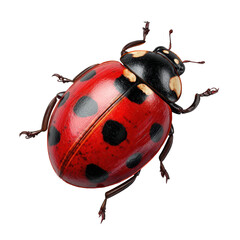 Bright red ladybug with black spots resting on a white surface under natural light