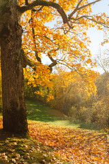 Picturesque natural landscape. Autumn park with bright trees in the rays of sunset. Bright orange leaves against the background of green hills. The concept of nature, park and seasonality.