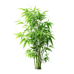 Fototapeta premium Lush green bamboo plant thriving in bright natural light in a serene indoor space