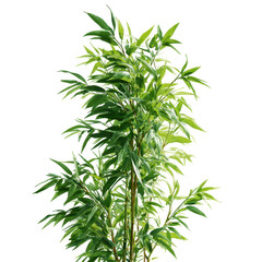 Fototapeta premium Lush green bamboo plant thriving in bright light for indoor decor or landscaping purposes