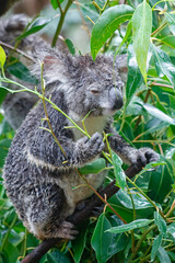 Adorable Wild Koala Eating Eucalyptus Leaves. Resting on Tree Branches in Natural Australian Habitat. Cute Wildlife Animal Close-Up in Daylight. Baby Koala, Family, sleeping. 4k Resolution portrait.