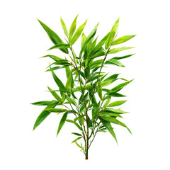 Obraz premium Lush green bamboo plant showcasing vibrant foliage in natural light