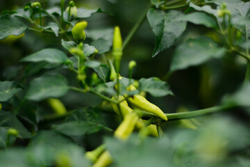 Fresh green chilies ready for harvest in the garden