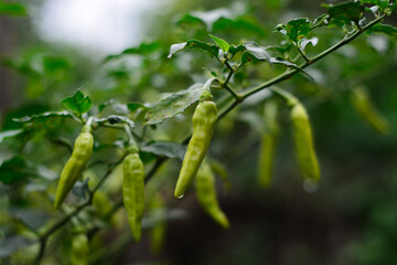 Fresh green chilies ready for harvest in the garden