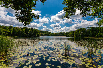 Seerosenteich mit Wolken bei Sonnenschein