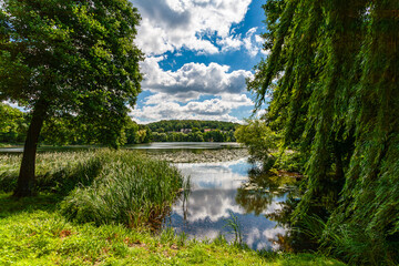 Seerosenteich eingerahmt von Bäumen mit Wolken bei Sonnenschein