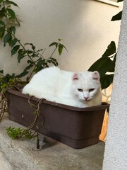 White cat lying in flower pot outdoors