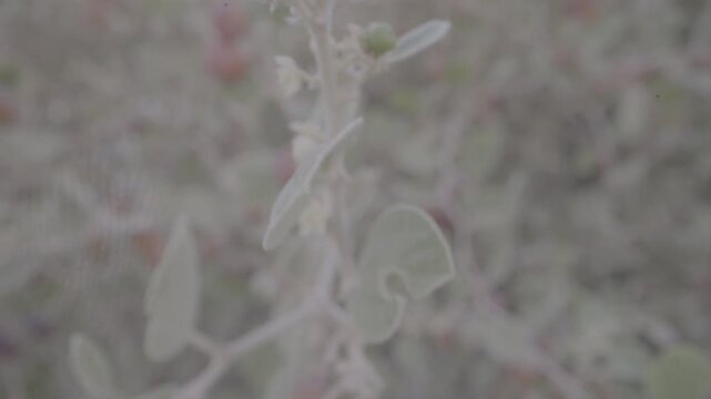 A bee on an acacia tree in Hail, Saudi Arabia.
