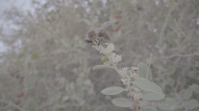 A bee on an acacia tree in Hail, Saudi Arabia.
