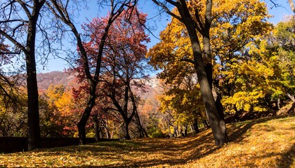 Autumn foliage in a park with colorful trees and fallen leaves.