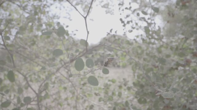 A bee on an acacia tree in Hail, Saudi Arabia.
