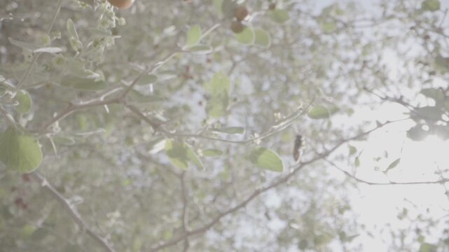 A bee on an acacia tree in Hail, Saudi Arabia.
