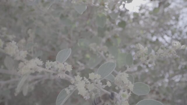 A bee on an acacia tree in Hail, Saudi Arabia.

