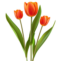 Naklejka premium Orange tulips bouquet, spring floral arrangement, dark background, greeting card design