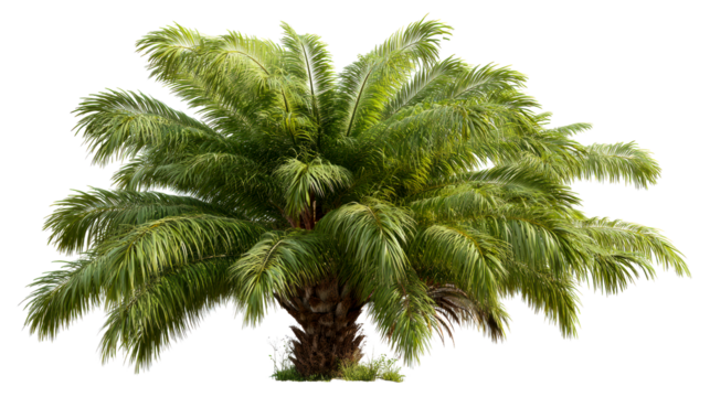Tropical palm tree with lush green fronds and textured trunk