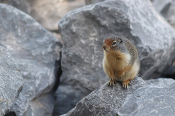 Alberta Ground Squirrel