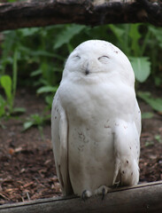 Snow Owl