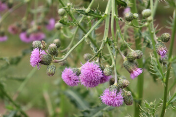 Thistle