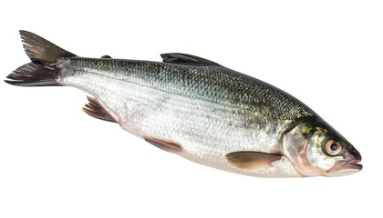 Fototapeta premium Fresh fish isolated on white