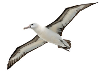 Obraz premium Albatross Bird Soaring in Flight on Transparent Background