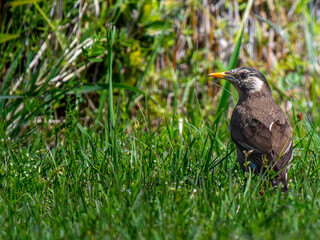 地面を歩くムクドリ