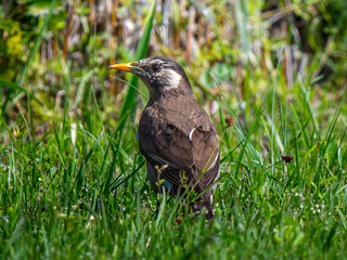 地面を歩くムクドリ
