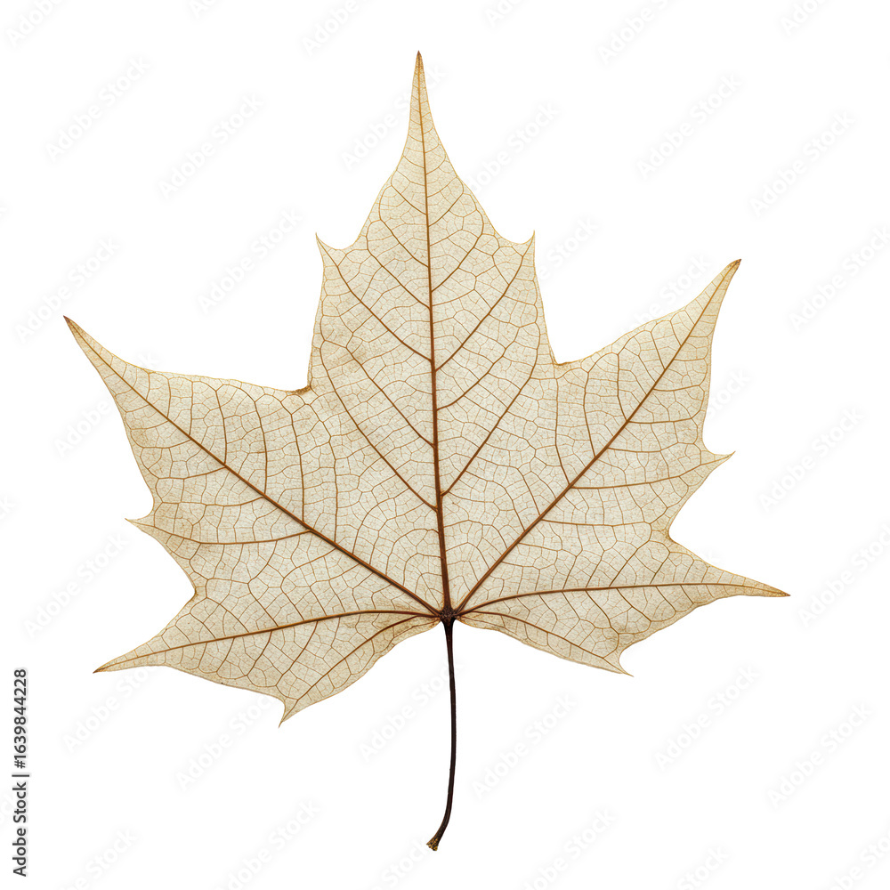 Poster a single, perfectly preserved skeletonized maple leaf with intricate translucent vein network, on a 