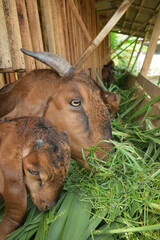 goat farming