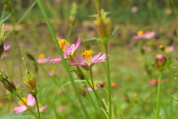 kenikir or cosmos flower