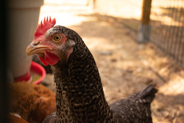Mixed-breed hens, including a Silkie, gathered around a red and white poultry feeder on dry ground with straw. Natural feeding behavior in a rustic farm setting