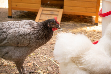 Mixed-breed hens, including a Silkie, gathered around a red and white poultry feeder on dry ground with straw. Natural feeding behavior in a rustic farm setting