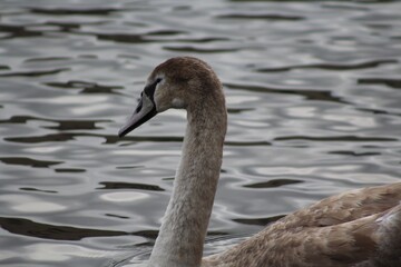 swan on the water