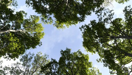 Lush green treetops reaching for the clear blue sky.