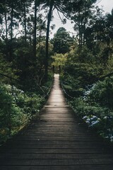 wooden bridge in the forest