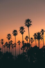 palm trees at sunset