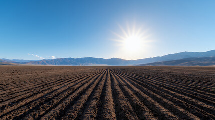 Obraz premium Vast agricultural field with neatly arranged rows under bright sun, showcasing beauty of nature and farming