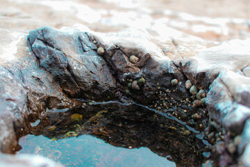 Rock pool close-up with seashells and algae
