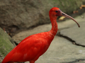 Close-up of a Scarlet Ibis (Guará) showing vibrant red plumage